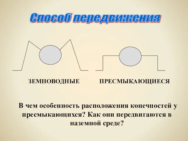 В чем особенность расположения конечностей у пресмыкающихся? Как они передвигаются