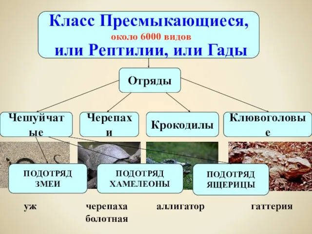 Класс Пресмыкающиеся, или Рептилии, или Гады около 6000 видов Чешуйчатые