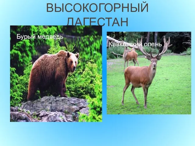 ВЫСОКОГОРНЫЙ ДАГЕСТАН Бурый медведь Кавказский олень