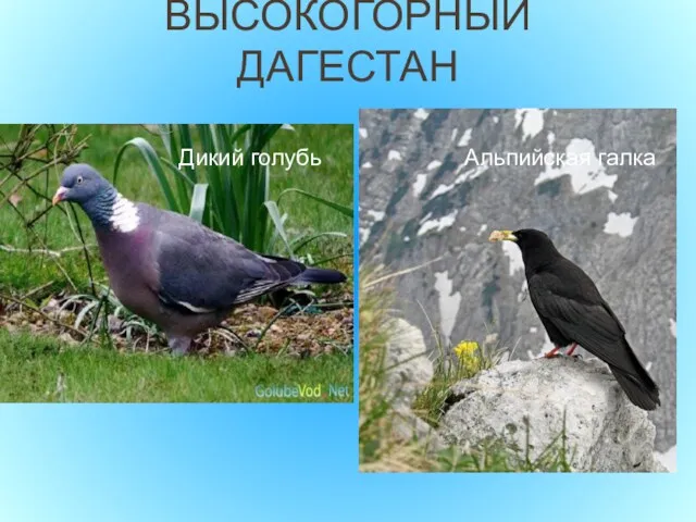 ВЫСОКОГОРНЫЙ ДАГЕСТАН Дикий голубь Альпийская галка