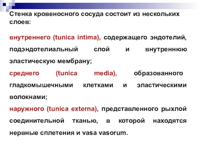 Стенка кровеносного сосуда состоит из нескольких слоев: внутреннего (tunica intima),