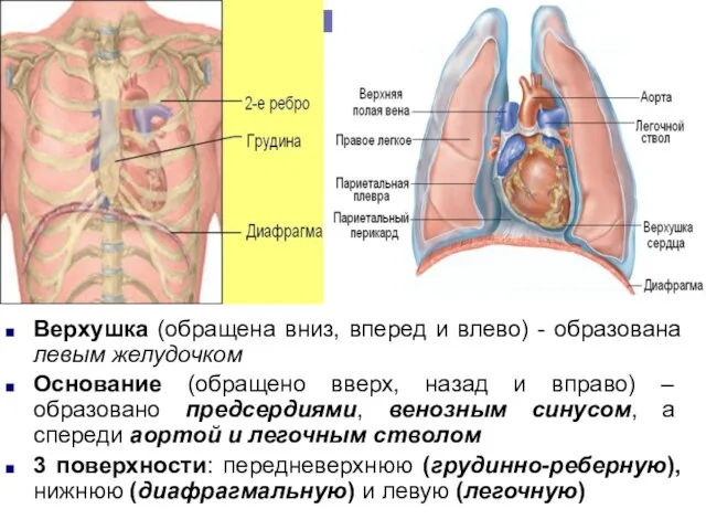 Верхушка (обращена вниз, вперед и влево) - образована левым желудочком