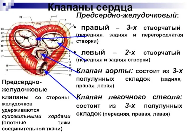 Клапаны сердца Предсердно-желудочковый: правый – 3-х створчатый (передняя, задняя и