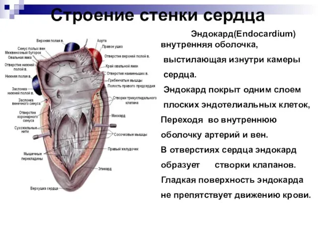 Строение стенки сердца Эндокард(Endocardium) внутренняя оболочка, выстилающая изнутри камеры сердца.