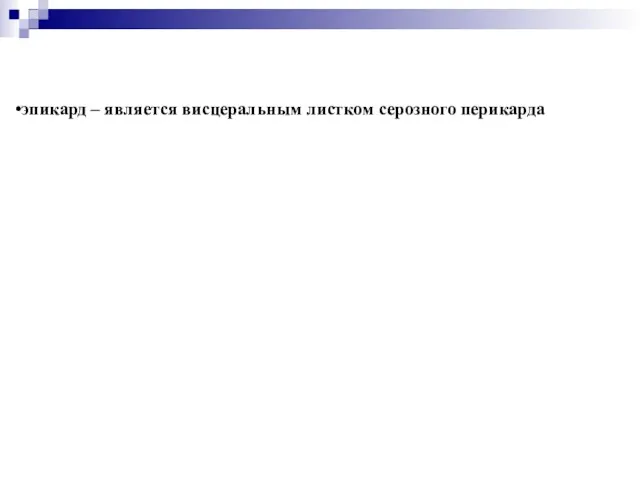 эпикард – является висцеральным листком серозного перикарда