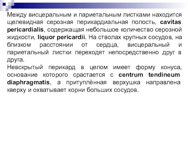 Между висцеральным и париетальным листками находится щелевидная серозная перикардиальная полость,