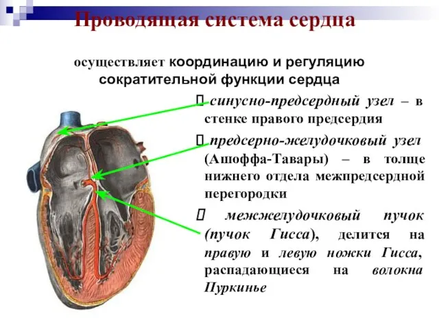 Проводящая система сердца синусно-предсердный узел – в стенке правого предсердия