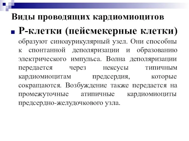 Виды проводящих кардиомиоцитов Р-клетки (пейсмекерные клетки) образуют синоаурикулярный узел. Они