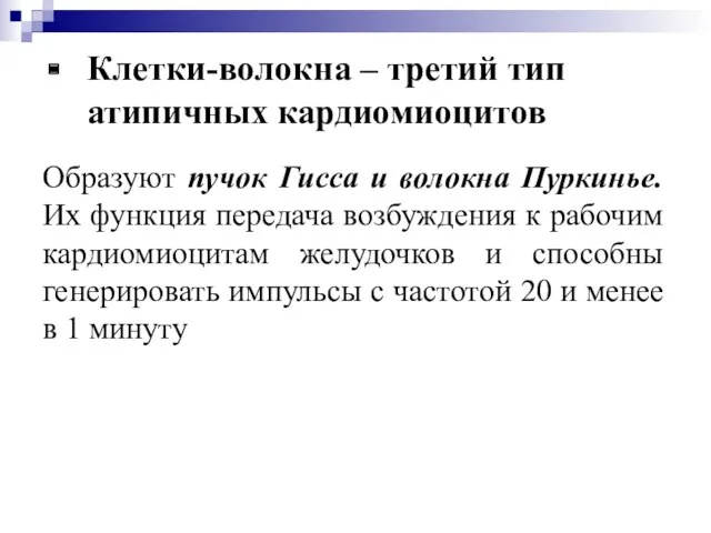 Клетки-волокна – третий тип атипичных кардиомиоцитов Образуют пучок Гисса и