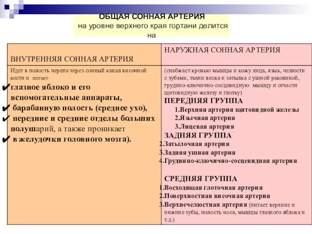 ОБЩАЯ СОННАЯ АРТЕРИЯ на уровне верхнего края гортани делится на