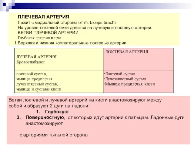 ПЛЕЧЕВАЯ АРТЕРИЯ Лежит с медиальной стороны от m. biceps brachii.