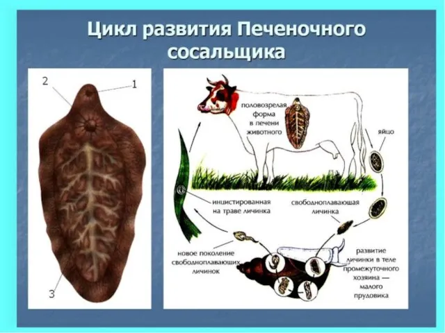 Life cycle