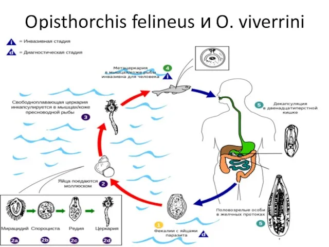 Opisthorchis felineus и O. viverrini