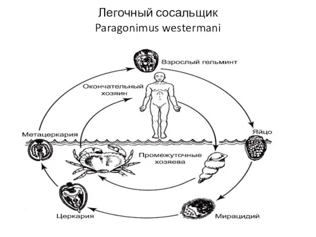 Легочный сосальщик Paragonimus westermani