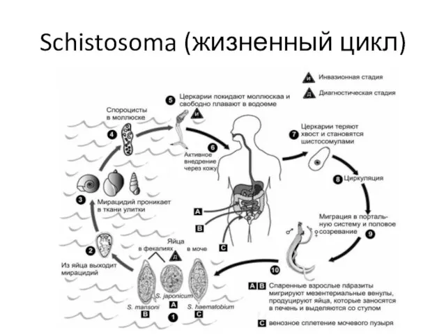 Schistosoma (жизненный цикл)