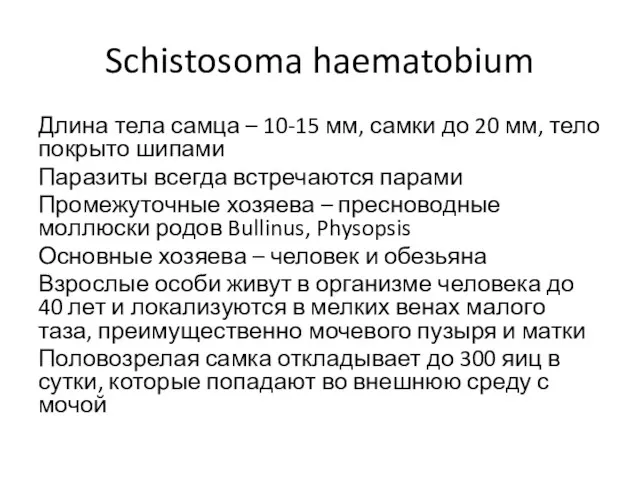 Schistosoma haematobium Длина тела самца – 10-15 мм, самки до