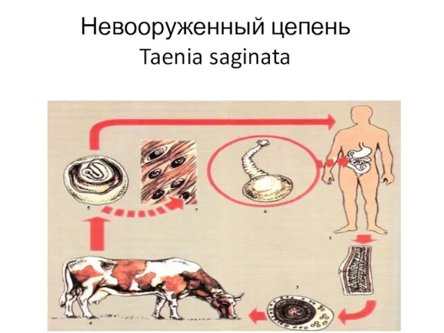 Невооруженный цепень Taenia saginata