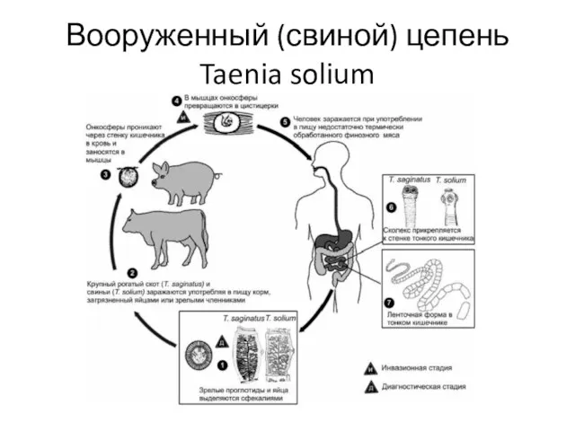 Вооруженный (свиной) цепень Taenia solium