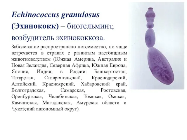 Echinococcus granulosus (Эхинококк) – биогельминт, возбудитель эхинококкоза. Заболевание распространено повсеместно,