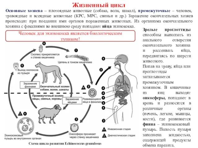 Жизненный цикл Основные хозяева – плотоядные животные (собака, волк, шакал),