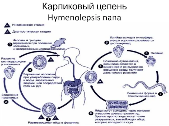 Карликовый цепень Hymenolepsis nana