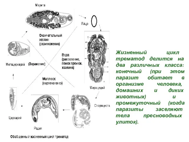 Жизненный цикл трематод делится на два различных класса: конечный (при