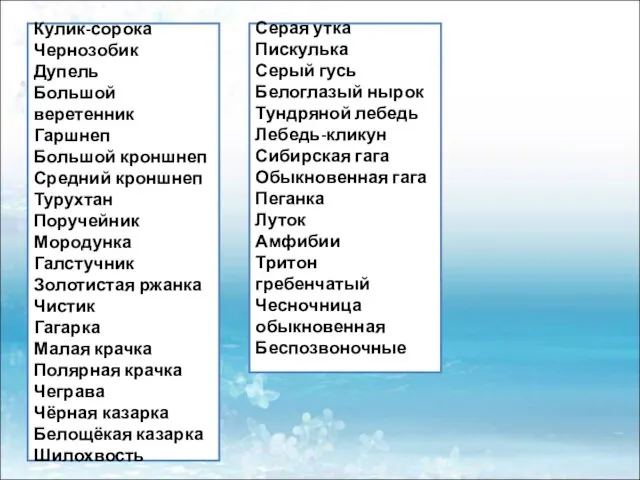 Кулик-сорока Чернозобик Дупель Большой веретенник Гаршнеп Большой кроншнеп Средний кроншнеп