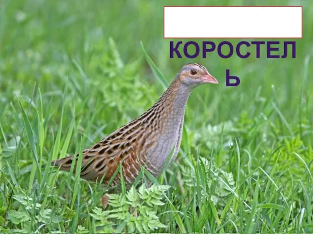 КОРОСТЕЛЬ