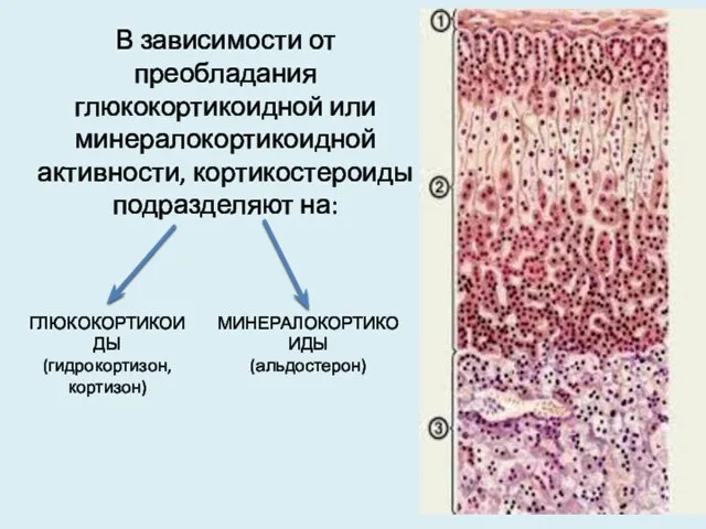 В зависимости от преобладания глюкокортикоидной или минералокортикоидной активности, кортикостероиды подразделяют на: ГЛЮКОКОРТИКОИДЫ (гидрокортизон, кортизон) МИНЕРАЛОКОРТИКОИДЫ (альдостерон)