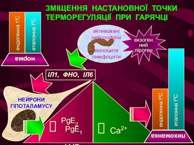 Ca2+ PgE2 PgE1 cAMP ЗМІЩЕННЯ НАСТАНОВНОЇ ТОЧКИ ТЕРМОРЕГУЛЯЦІЇ ПРИ ГАРЯЧЦІ