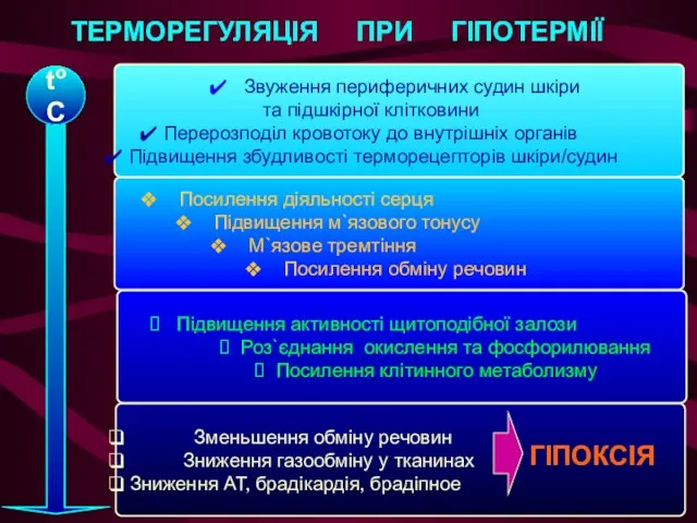 ТЕРМОРЕГУЛЯЦІЯ ПРИ ГІПОТЕРМІЇ Звуження периферичних судин шкіри та підшкірної клітковини