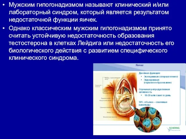 Мужским гипогонадизмом называют клинический и/или лабораторный синдром, который является результатом