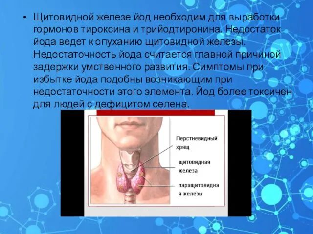 Щитовидной железе йод необходим для выработки гормонов тироксина и трийодтиронина.