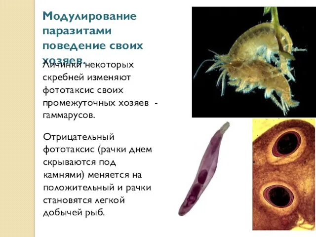 Отрицательный фототаксис (рачки днем скрываются под камнями) меняется на положительный