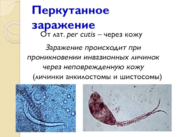 Перкутанное заражение От лат. per cutis – через кожу Заражение