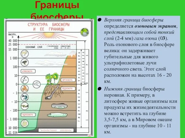 Границы биосферы Верхняя граница биосферы определяется озоновым экраном, представляющим собой