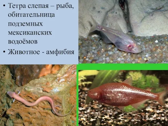 Тетра слепая – рыба, обитательница подземных мексиканских водоёмов Животное - амфибия