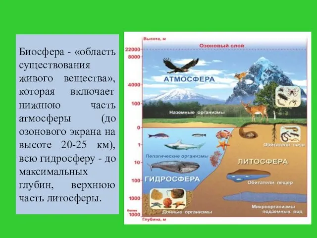 Биосфера - «область существования живого вещества», которая включает нижнюю часть