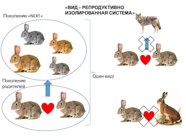 «ВИД – РЕПРОДУКТИВНО ИЗОЛИРОВАННАЯ СИСТЕМА» Поколение «NEXT» Поколение родителей Один вид!