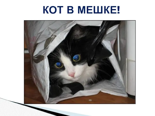 КОТ В МЕШКЕ!