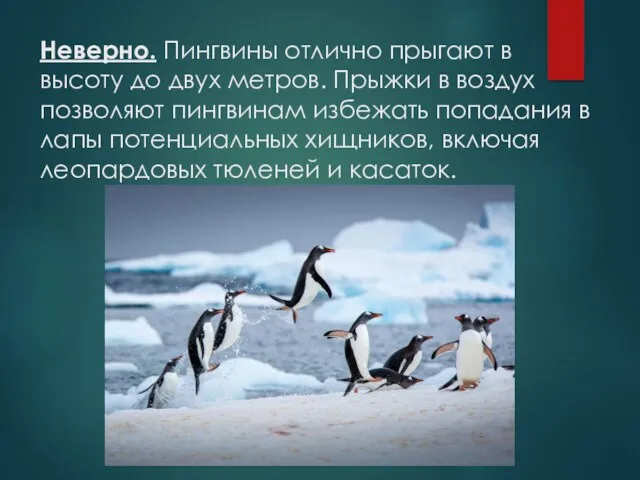 Неверно. Пингвины отлично прыгают в высоту до двух метров. Прыжки