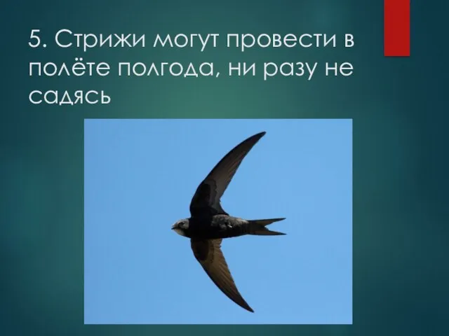 5. Стрижи могут провести в полёте полгода, ни разу не садясь