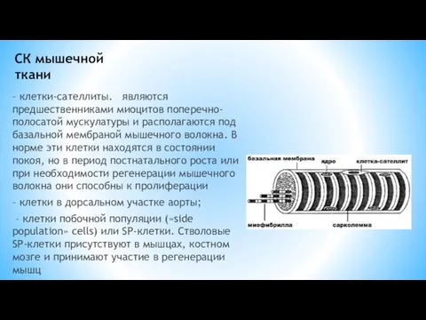 СК мышечной ткани – клетки-сателлиты. являются предшественниками миоцитов поперечно-полосатой мускулатуры