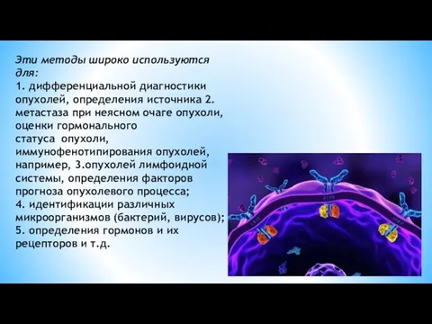 Эти методы широко используются для: 1. дифференциальной диагностики опухолей, определения