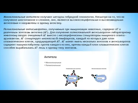 Моноклональные антитела получают методом гибридной технологии. Несмотря на то, что
