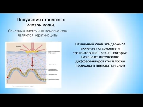 Популяция стволовых клеток кожи. Основным клеточным компонентом являются кератиноциты Базальный