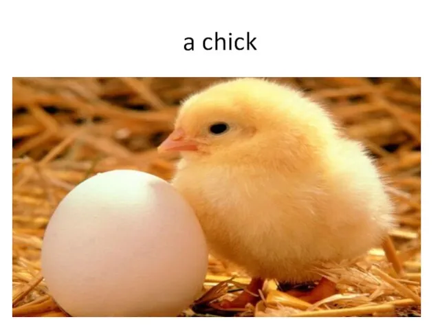 a chick