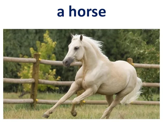 a horse