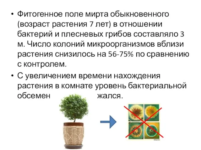 Фитогенное поле мирта обыкновенного (возраст растения 7 лет) в отношении