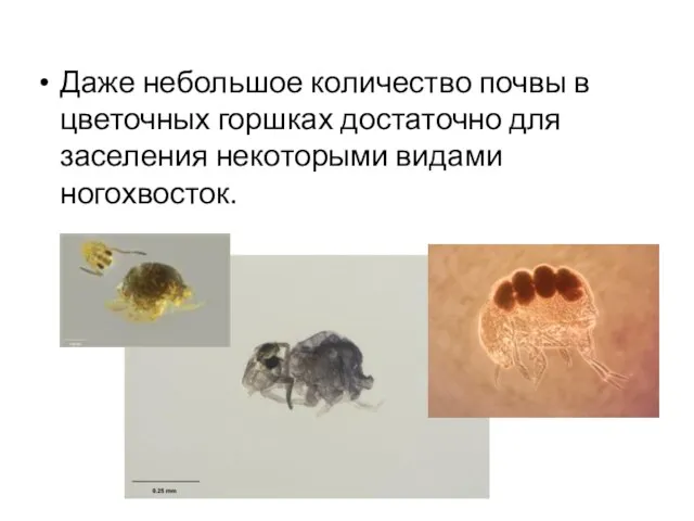 Даже небольшое количество почвы в цветочных горшках достаточно для заселения некоторыми видами ногохвосток.